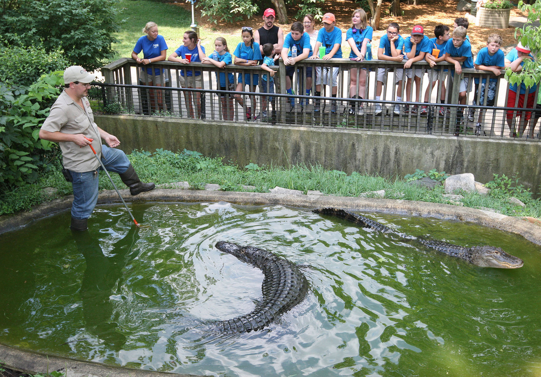 Feeding alligators